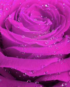 粉红色玫瑰花瓣与雨滴特写镜头。粉红色玫瑰