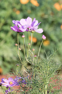 粉色波斯菊花卉在花园中