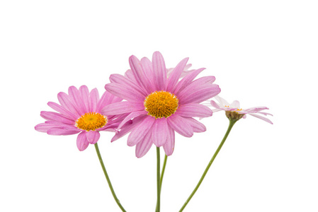 孤立的粉色雏菊