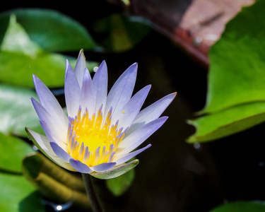 水百合花