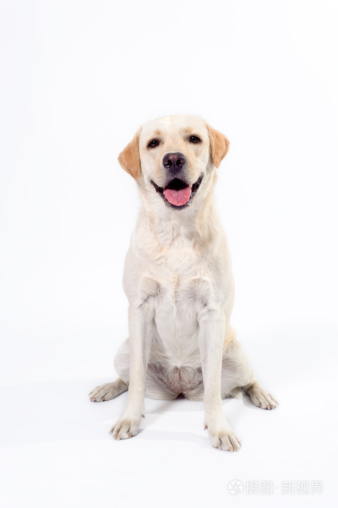 金色拉布拉多猎犬在白色背景上