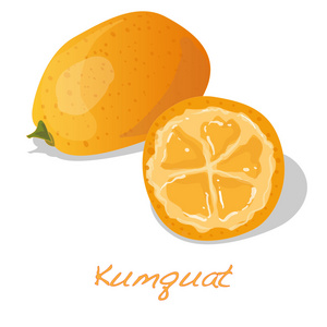 成熟的金桔图片-成熟的金桔素材-成熟的金桔插画-摄图新视界