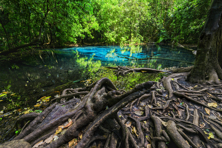 美丽的绿色池塘的泰国