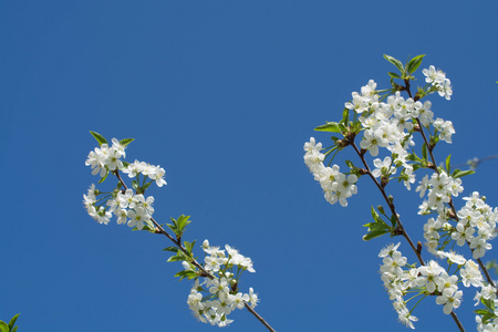 蓝天上的樱桃花