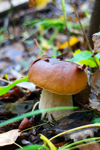 秋天的森林生态清洁牛肝菌松茸图片