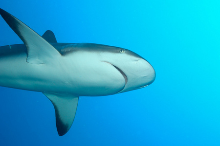大白鲨水下加勒比海