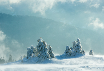 冬天山上冰冷雪杉树