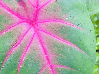 雨在芭蕉叶上的小水滴