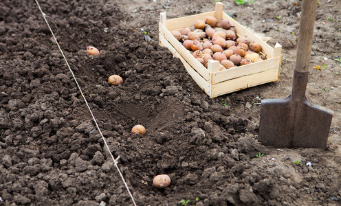 种植马铃薯田间蔬菜 gard 完工入库的流程