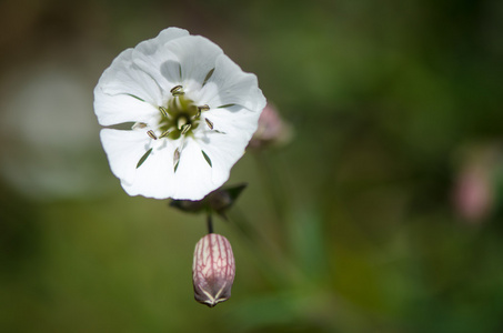 海马凸轮 silene vulgaris 花和花萼浴缸