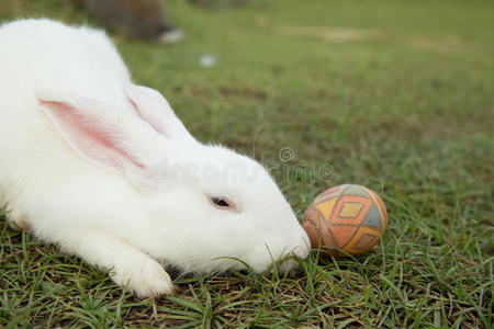 花园里可爱的兔子和复活节彩蛋。