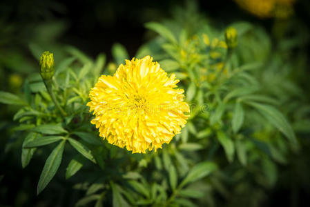 泰国花园里的万寿菊