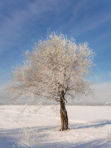 白霜树