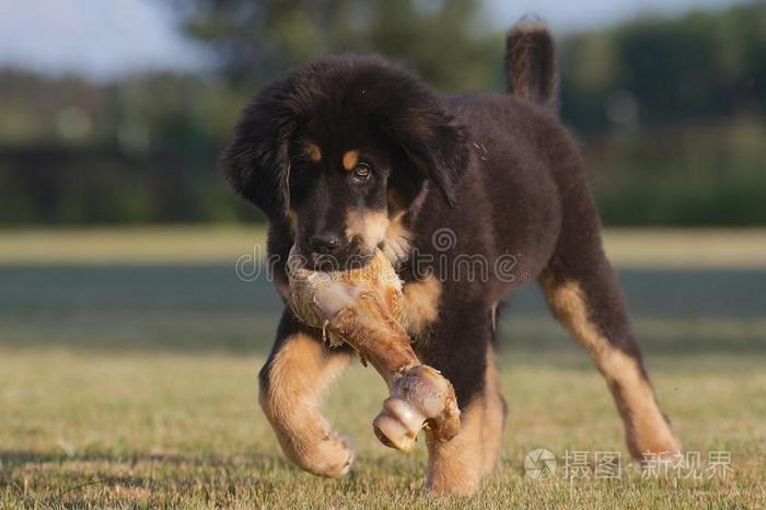 藏獒犬