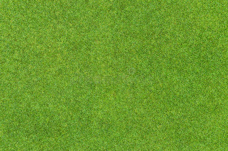 高尔夫球场美丽的绿草图案