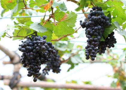 农场葡萄栽培中的葡萄果实