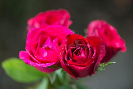 情人 花瓣 颜色 植物 自然 美女 美丽的 玫瑰 卡片 特写镜头
