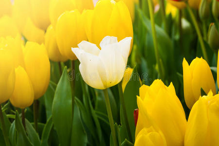 花园里的彩色郁金香花