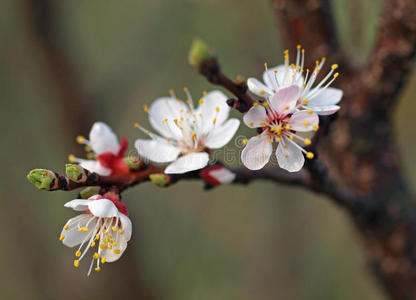 开花的是杏的春天枝条