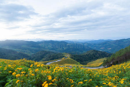 植物 旅行 森林 乡村 天空 春天 美丽的 季节 国家 自然