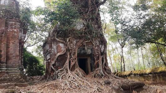 树干 韩国 森林 古老的 刷子 寺庙 地区 收获 克尔