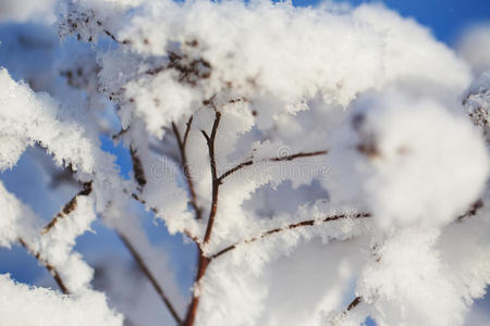 树枝上冬天雪的抽象视图