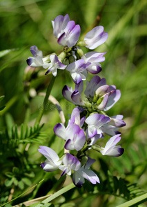 黄芪 植物区系 豆科 漂亮的 阿尔卑斯山 草地 紫罗兰