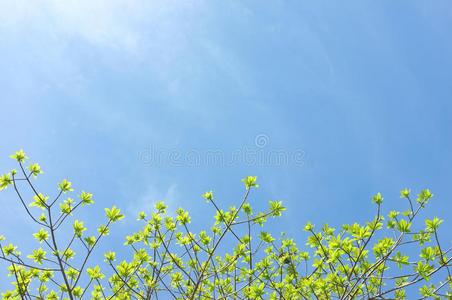 绿叶和太阳在天空上。