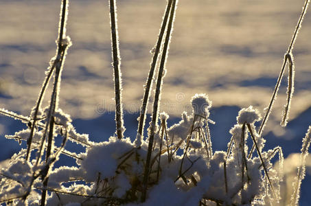 美丽的冬天在植物和日出的阳光下扬起冻土