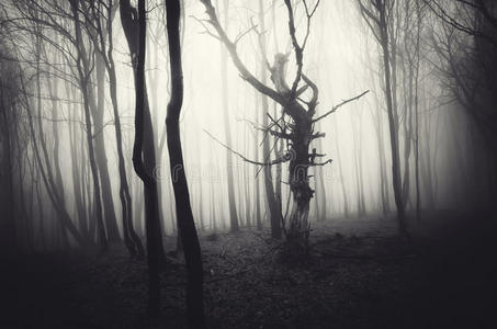 黑暗的万圣节场景，鬼森林与雾