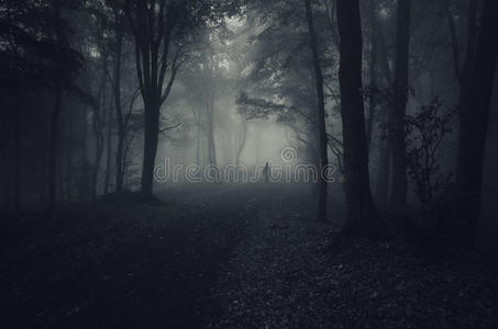 万圣节的黑暗森林里的鬼魂和雾