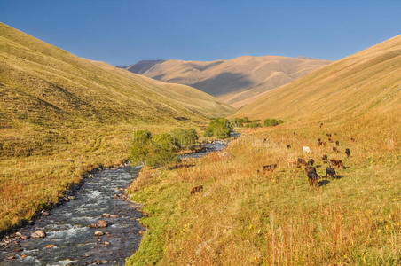 吉尔吉斯斯坦的草原