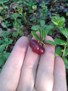 杨梅 植物 草本植物 自然 北欧 浆果 营养物 味道