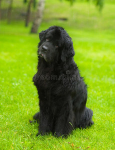 纯种 血统 犬科动物 哺乳动物 花园 草坪 肖像 成人 毛茸茸的