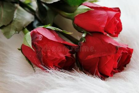 毛皮 美丽的 浪漫的 情人 卡片 礼物 玫瑰 纹理