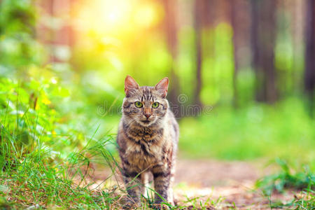 猫在森林里散步