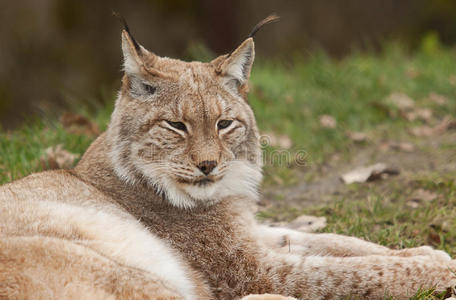 休息的山猫