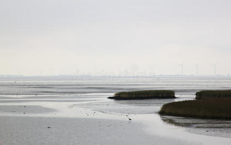 欧洲 边框 苍鹭 观鸟 风景 平地 多拉德 迁移 河口 荷兰