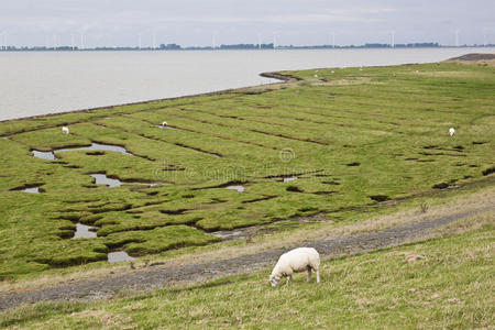 在荷兰北部的Puntvan Reide放牧绵羊