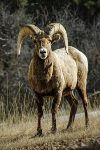 大角羊公羊凝视照片