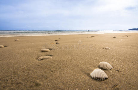 自然 贝壳 假期 海岸 旅行 沿海 温暖的 旅游业 海滩