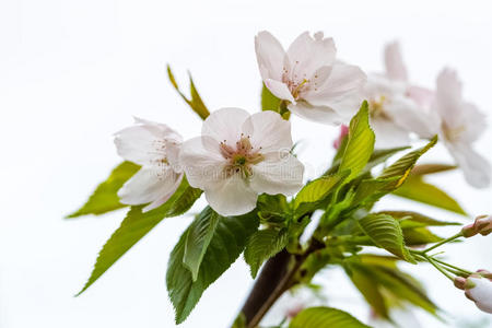 花瓣 开花 分支 花的 盛开 生长 自然 春天 美丽的 特写镜头