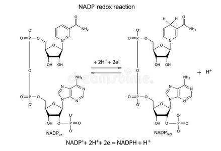 化学 公式 新陈代谢 脱氢酶 调查 分子 烟酰胺 插图 电子