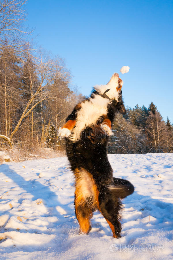 狗抓雪球