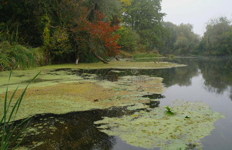 级联 冥想 小溪 伟大的 美丽的 苔藓 风景 颜色 自然