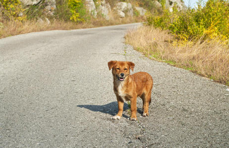 哺乳动物 站立 犬科动物 阳光 迷路 小狗 街道 植物 孤独