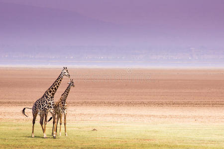坦桑尼亚马哈拉湖国家公园的长颈鹿