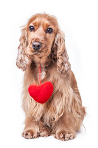 演播室 可爱的 小狗 蜜月 甜的 猎犬 假日 浪漫的 动物
