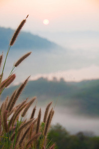 山景上的草