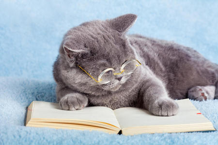 cat阅读器